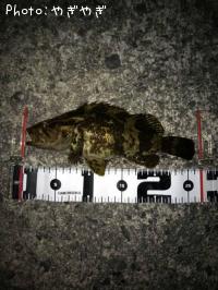 ¥Ù¥Ã¥³¥¦¥¾¥¤