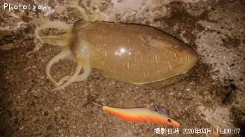 ¥â¥ó¥´¥¦¥¤¥«