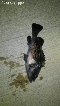 ¥¯¥í¥½¥¤