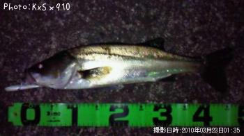 �����Х�