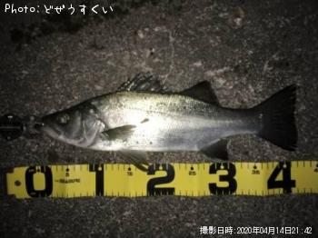 �����Х��ʥҥ饻������
