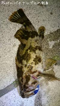 ¥Ù¥Ã¥³¥¦¥¾¥¤