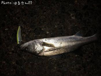 �����Х�