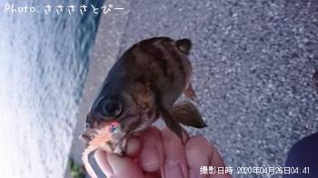 ¥á¥Ð¥ë¡õ¥à¥é¥½¥¤