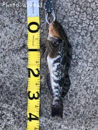 �����ʥ�