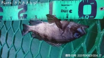 メバル