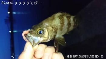 メバル