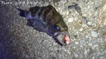 メバル
