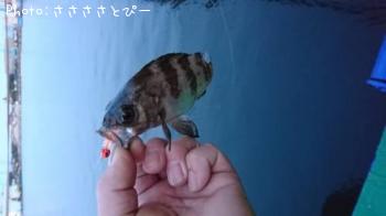 メバル