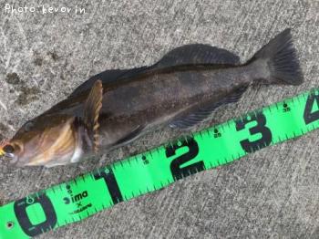 �����ʥ�