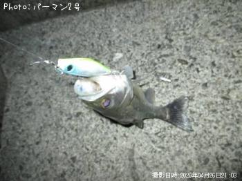 ¥·¡¼¥Ð¥¹