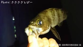 メバル&シーバス&ムラソイ