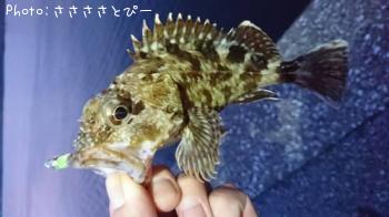 メバル&シーバス&ムラソイ