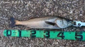 メバル&シーバス&ムラソイ