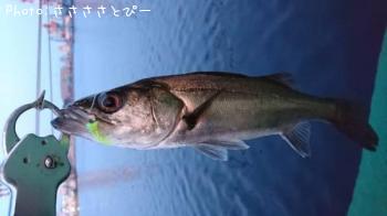 メバル&シーバス&ムラソイ