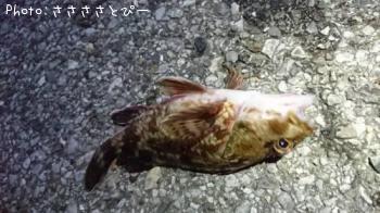 メバル&シーバス&ムラソイ