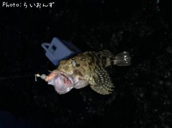 ¥«¥µ¥´