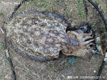 ��󥴥�����