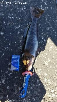 �����ʥ�