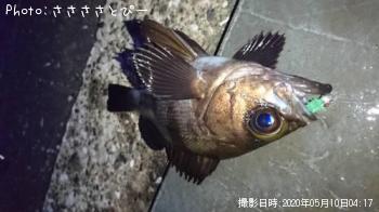メバル&ムラソイ