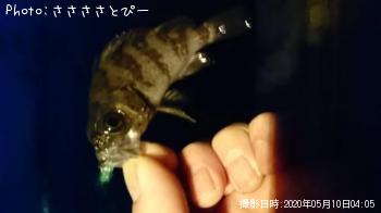 メバル&ムラソイ