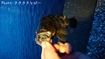 メバル&ムラソイ