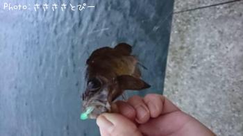 メバル&ムラソイ