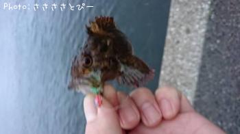 メバル&ムラソイ