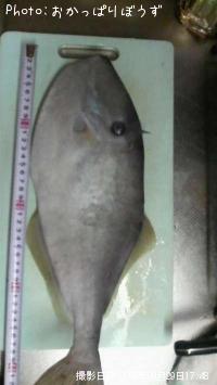 ¥¦¥¹¥Ð¥Ï¥®