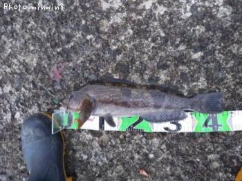 �����ʥ�