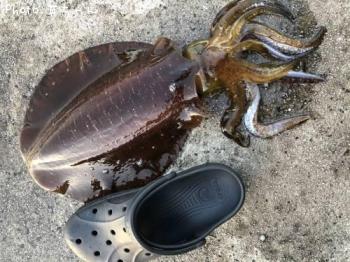 �����ꥤ����