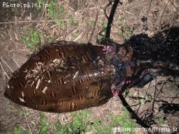 ��󥴥�����