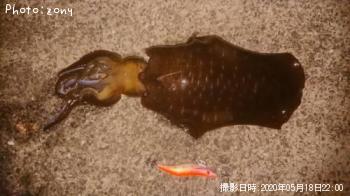 �����ꥤ��