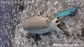 シリヤケイカ