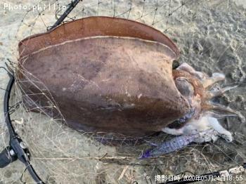 ¥â¥ó¥´¥¦¥¤¥«