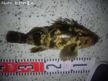 ¥Ù¥Ã¥³¥¦¥¾¥¤