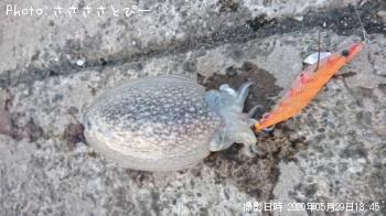 ����䥱����������