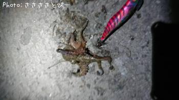 ����䥱����������