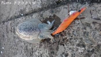 ����䥱����������