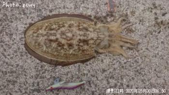 ��󥴥�����