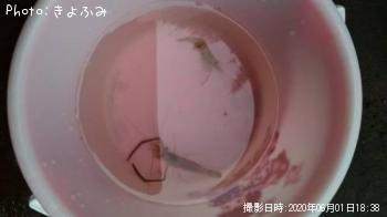 �ƥʥ�����