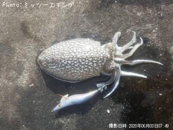 ¥·¥ê¥ä¥±¥¤¥«