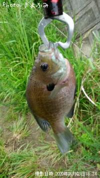 ¥Ö¥ë¡¼¥®¥ë