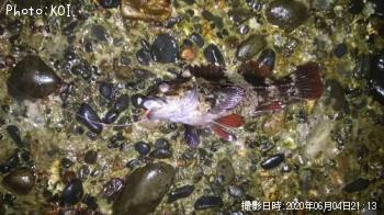 ��饽��