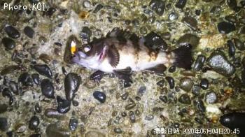 ��饽��