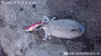 ����䥱����