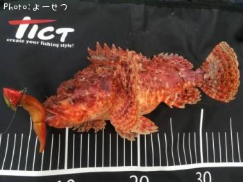 ���˥�����