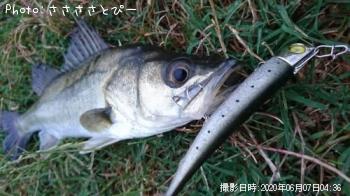 �����Х����參��