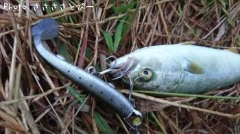 �����Х����參��