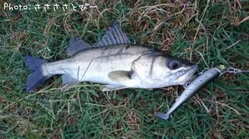 �����Х����參��